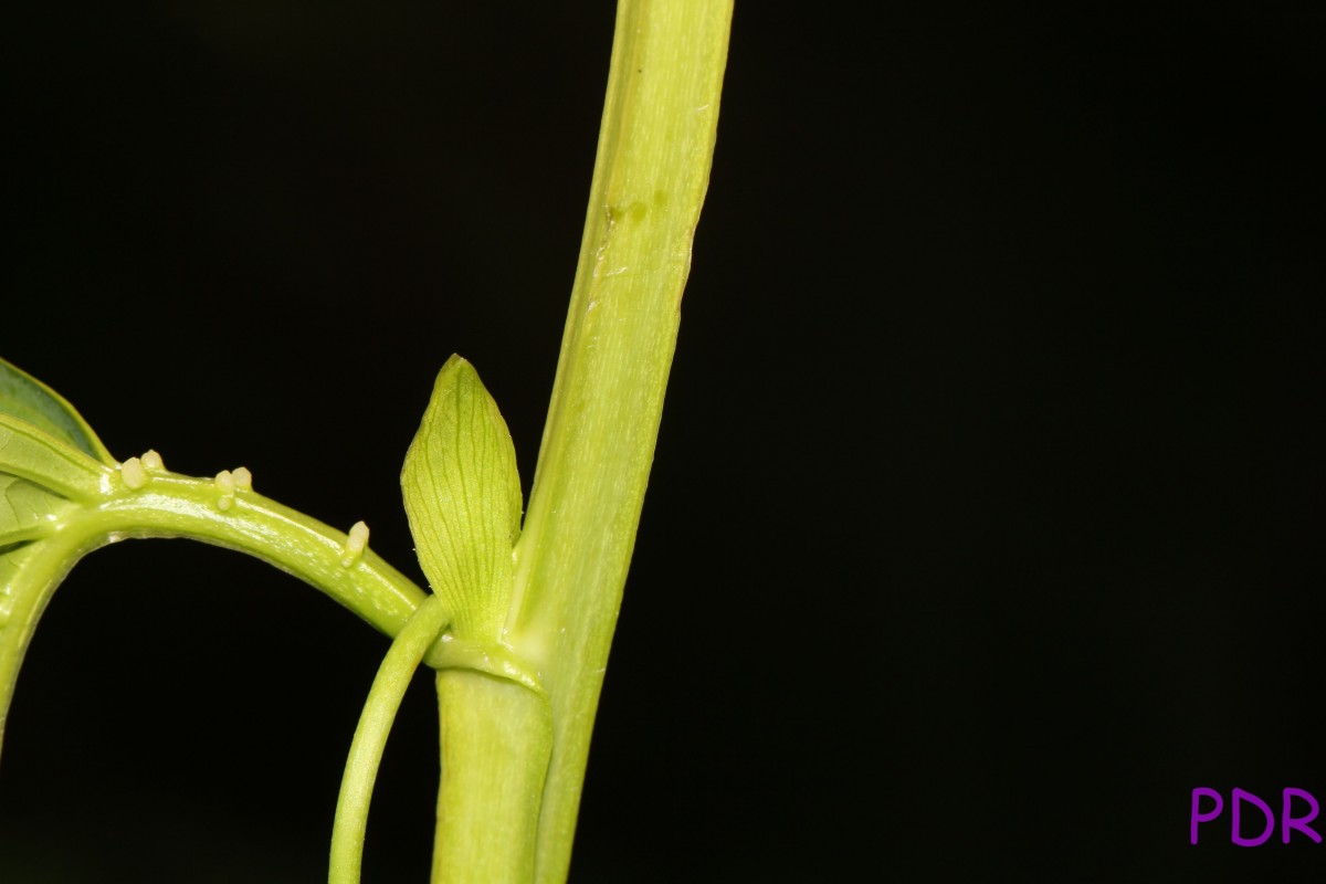 Passiflora quadrangularis L.